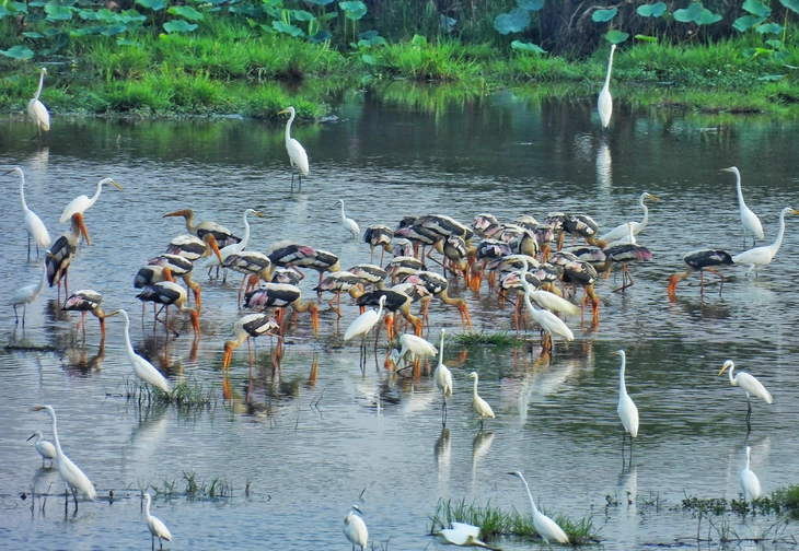 Thuận thiên để bảo tồn sinh thái và phát triển sinh kế vùng Đồng Tháp Mười - Ảnh 1.