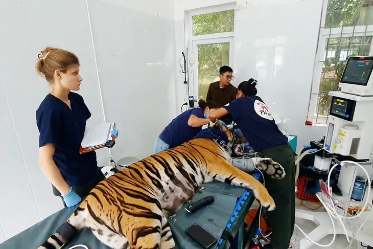 Vườn quốc gia Phong Nha khám sức khỏe định kỳ cho 7 con hổ Đông Dương - Ảnh 1.