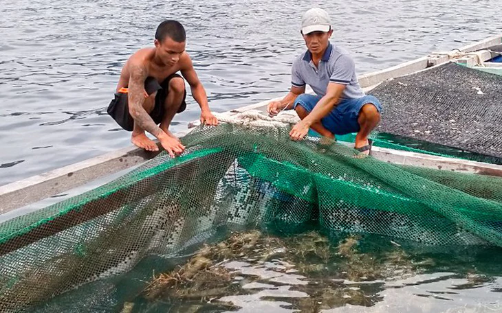 180.000 con tôm hùm giống nhập lậu: Quy trình kiểm dịch tôm hùm giống nhập khẩu ra sao? - Ảnh 2.