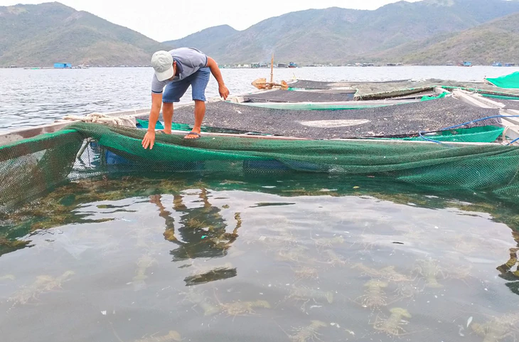 Tiêu hủy 180.000 con tôm hùm giống nhập lậu: Cái khó của ngành tôm hùm Việt Nam - Ảnh 3.