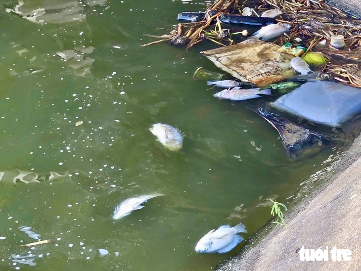 Cá chết trắng hồ điều hòa tại Đắk Lắk - Ảnh 2.