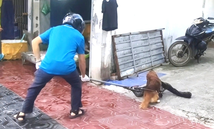 1 giờ ra quân, phường Đông Hòa bắt được 3 con chó thả rông - Ảnh 1.