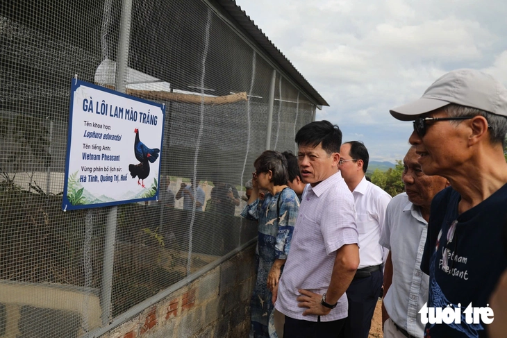 Gà lôi lam mào trắng trở về Quảng Trị, mở hành trình hồi sinh loài chim đặc hữu Việt Nam - Ảnh 2.