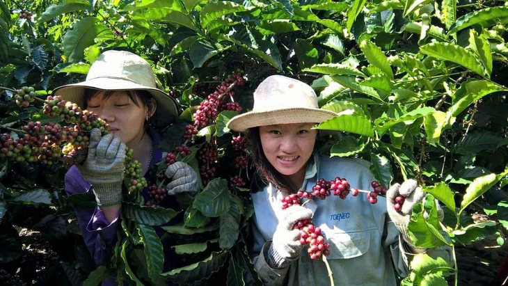 Bỏ
phố về lại vườn vì tình yêu với hạt cà phê - Ảnh
8.