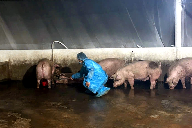 Đồng Nai phát hiện 7 cơ sở nuôi 'vỗ béo' heo sử dụng chất cấm - Ảnh 2.
