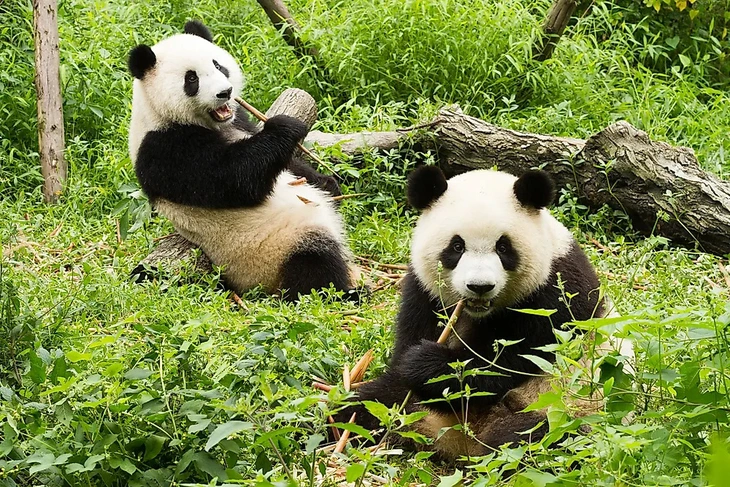 10 loài động vật biểu tượng chỉ sống ở châu Á - Ảnh 11.