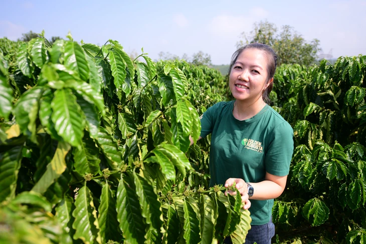 Bỏ phố về lại vườn vì tình yêu với hạt cà phê - Ảnh
1.