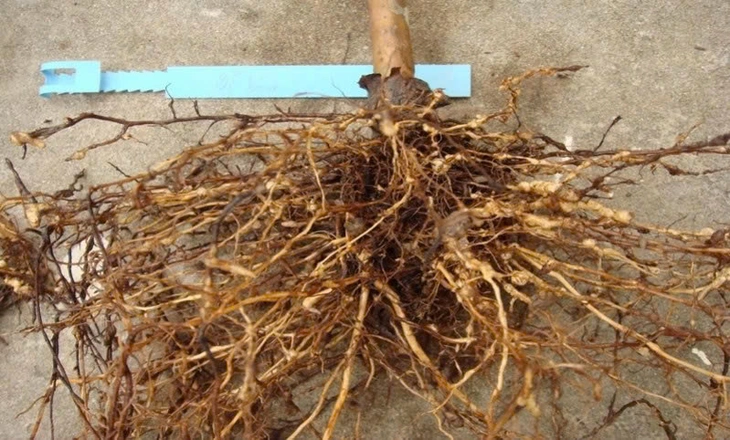 Giải pháp kép quản lý tuyến trùng và nấm Fusarium - Ảnh 1.