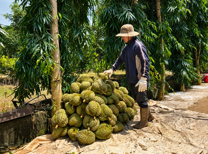 Đắk Lắk phát động chiến dịch '30 ngày đêm' số hóa toàn bộ dữ liệu vùng trồng sầu riêng để xuất khẩu - Ảnh 1.