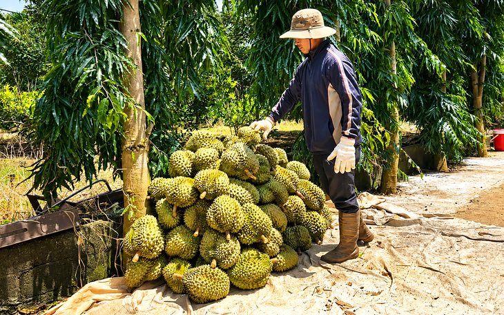 Phát hiện 'bảo kê' trong mùa sầu riêng Đắk Lắk, báo cho ai? - Ảnh 5.