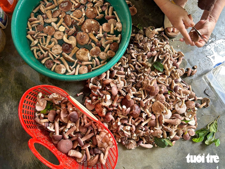Người dân Quảng Trị vào rừng hái nấm tràm 'vui như trẩy hội' - Ảnh 7.
