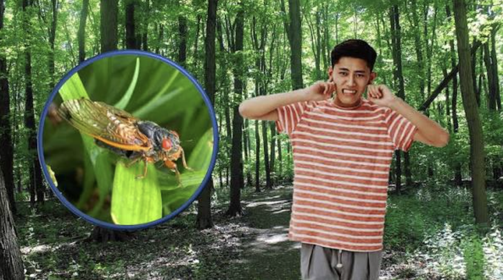Cậu bé 18 tuổi mất thính lực vì 'dàn hợp xướng' ve kêu - Ảnh 1.