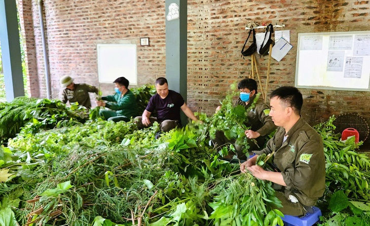 Những 'bảo mẫu' thầm lặng giữa rừng Cúc Phương - Ảnh 1.