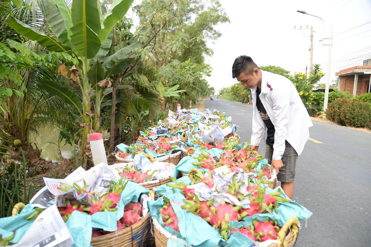 Giá thanh long miền Tây giảm mạnh chỉ còn 1 . 500 Đồng / kg , nhà vườn gặp khó khăn - Ảnh 1.