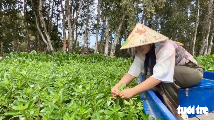 Mùa nước nổi về Tràm Chim dỡ chà, dỡ lợp, hái rau rừng, ăn cá linh - Ảnh 2.