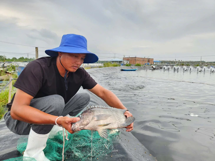 Nuôi cá rô phi chế biến sashimi xuất khẩu sang Nhật năm 2026 - Ảnh 4.