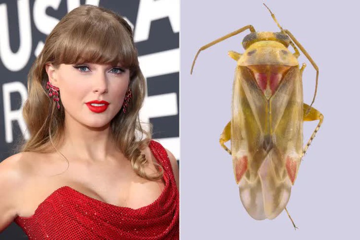 Một loài côn trùng mới bất ngờ được đặt tên theo Taylor Swift - Ảnh 1.