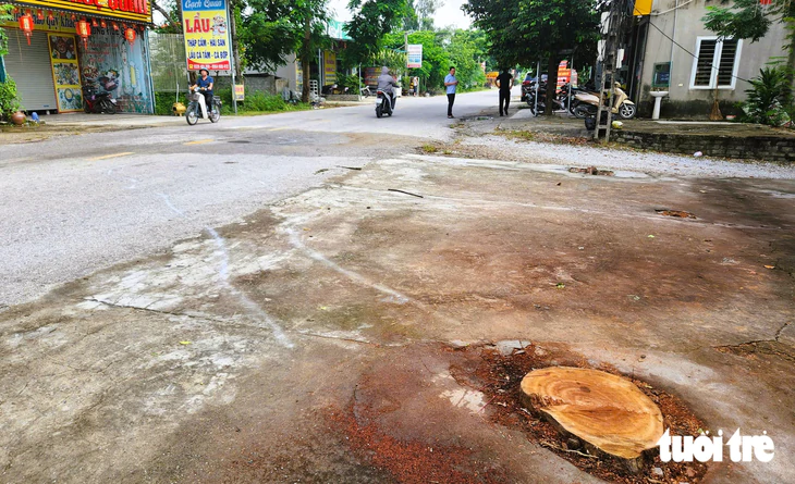 Vụ cây đổ đè chết người đi đường: Mong các địa phương có quy định chặt chẽ hơn để người đi đường không còn gặp nguy hiểm? - Ảnh 1.