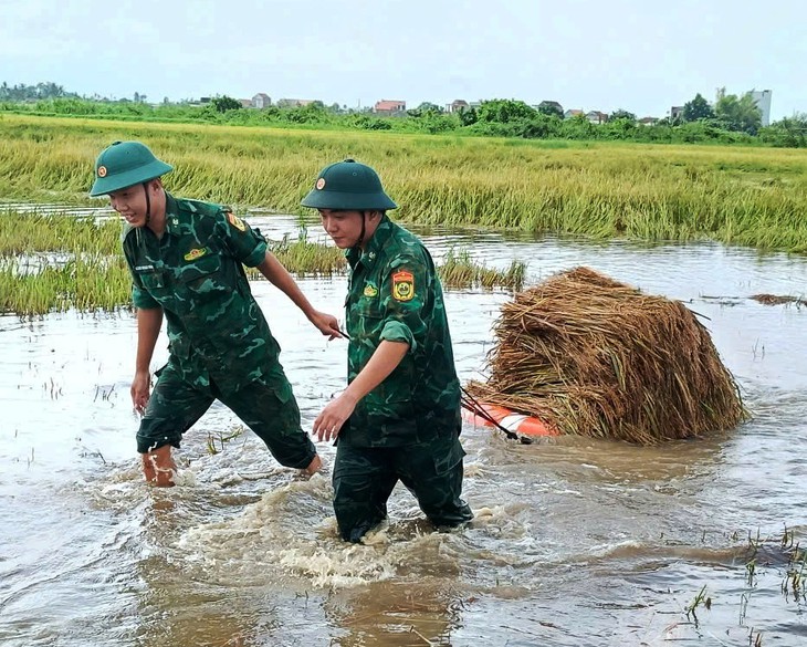 Mưa lớn, lúa nảy mầm, bộ đội, dân quân xuống đồng cứu lúa giúp dân - Ảnh 1.