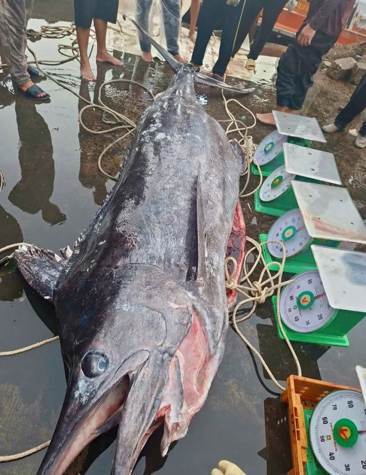 Cá cờ ‘siêu khủng’ nặng gần 320kg cập cảng cá Đắk Lắk - Ảnh 2.