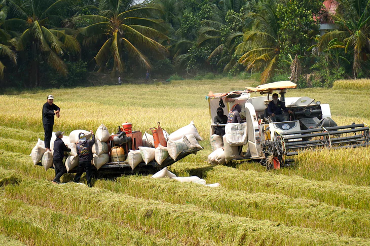Giá lúa hè thu giảm sâu, nông dân thua lỗ - Ảnh 1.