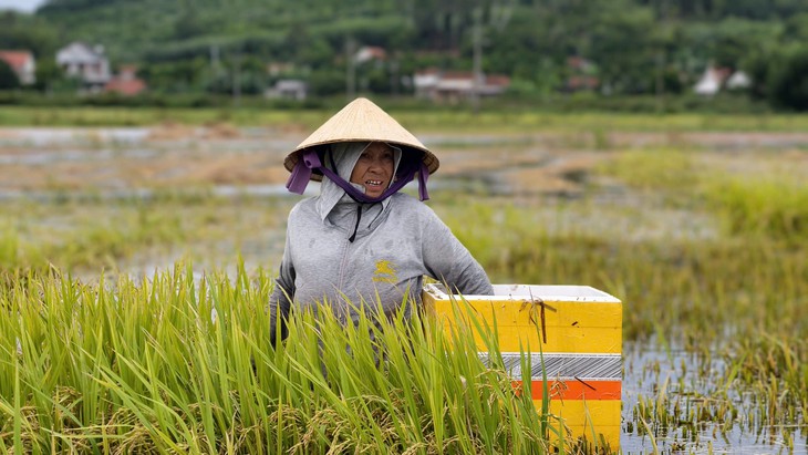 Lúa chín bị dìm trong nước lũ, dân dầm mình cả ngày... cứu lúa - Ảnh 8.