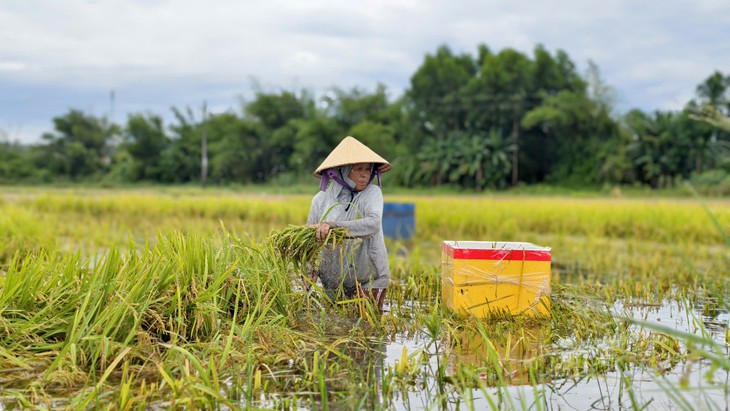 Lúa chín bị dìm trong nước lũ, dân dầm mình cả ngày... cứu lúa - Ảnh 6.
