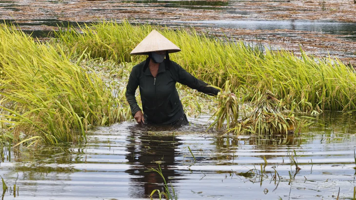 Lúa chín bị dìm trong nước lũ, dân dầm mình cả ngày... cứu lúa - Ảnh 5.
