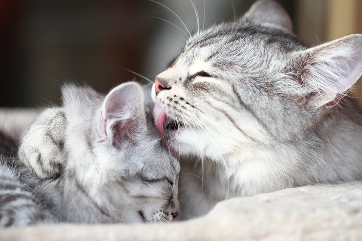 Mèo liếm lông cho nhau chưa chắc vì yêu quý, nghiên cứu phát hiện một lý do khác - Ảnh 1.