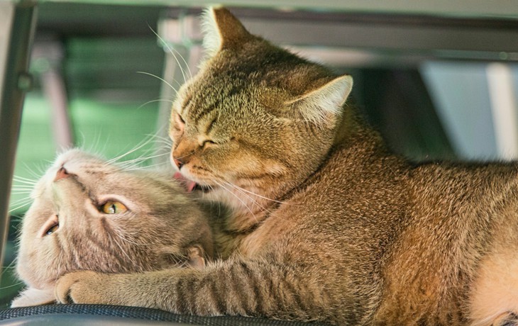 Mèo liếm lông cho nhau chưa chắc vì yêu quý, nghiên cứu phát hiện một lý do khác - Ảnh 2.