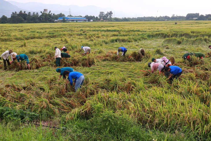 Bí thư, Chủ tịch xã ở Đà Nẵng dẫn 200 cán bộ đi thu hoạch lúa ngã đổ cho dân - Ảnh 1.