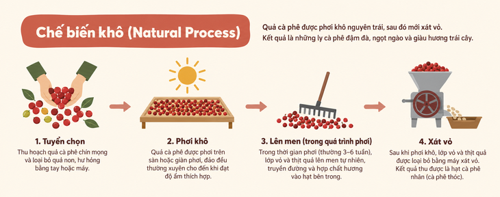 Lên men cà phê: Ở đâu, khi nào và vì sao? - Ảnh 5.