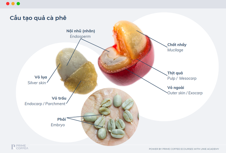 Lên men cà phê: Ở đâu, khi nào và vì sao? - Ảnh 1.