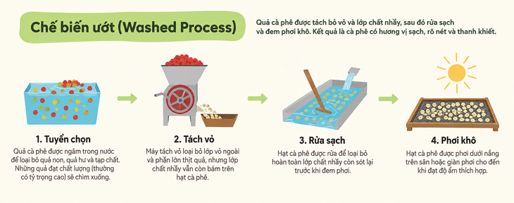 Lên men cà phê: Ở đâu, khi nào và vì sao? - Ảnh 3.