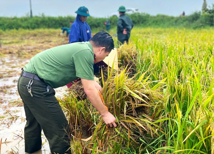 Bộ đội, công an xuống đồng giúp dân gặt lúa sau mưa lớn - Ảnh 2.