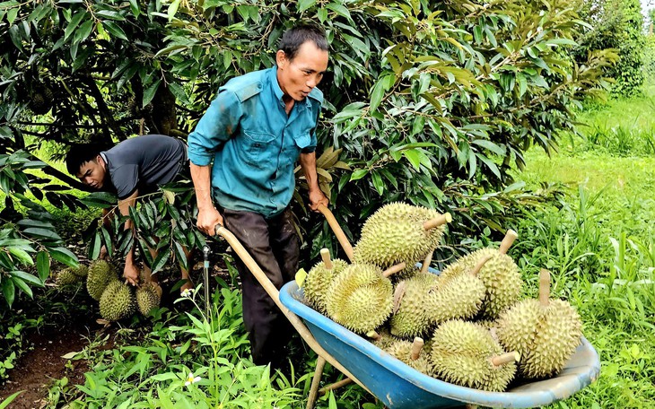 Giá cả đầu ngày: Sầu riêng giảm giá nhẹ, gạo huyết rồng vẫn giữ đầu ra ổn định - Ảnh 2.