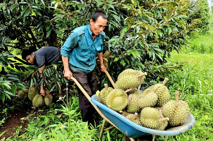 Giá sầu riêng khởi sắc giúp nhiều nông dân Tây Nguyên thu tiền tỉ - Ảnh 1.