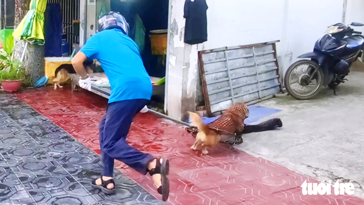 Đặc khu Côn Đảo và 24 xã phường ở TP.HCM đã bắt hơn 400 con chó thả rông - Ảnh 1.