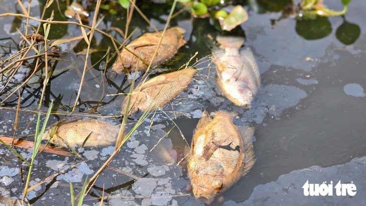 Nước đập Đức Lợi đổi màu đen ngòm, cá chết hàng loạt - Ảnh 3.