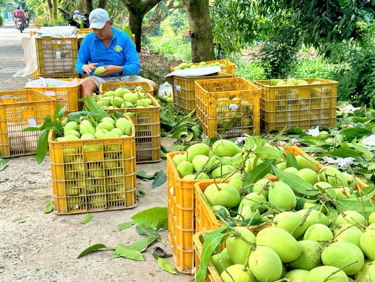Giá cả đầu ngày: Mưa liên tục khiến giá rau củ tăng mạnh; xoài miền Tây được giá, heo hơi lên 60.000 đồng/kg - Ảnh 3.