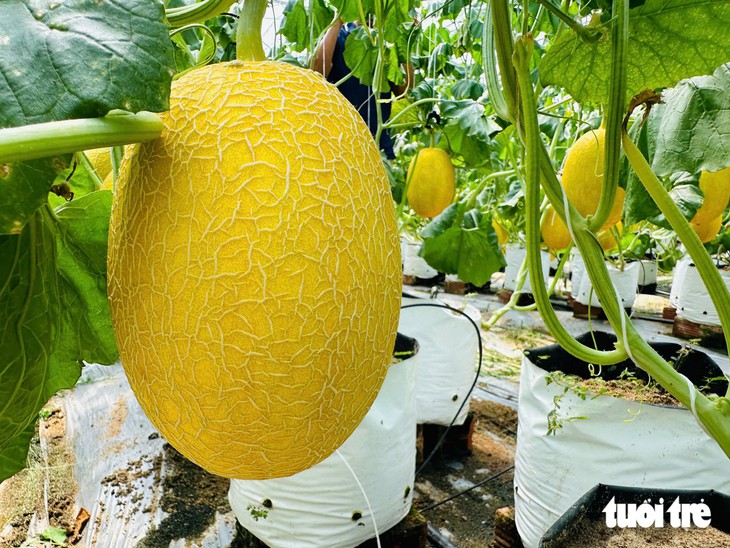 Thanh niên 9X trồng dưa lưới công nghệ cao ở Đồng Tháp được công ty bao tiêu toàn bộ sản phẩm - Ảnh 4.