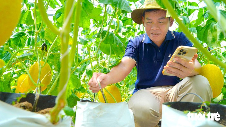 Thanh niên 9X trồng dưa lưới công nghệ cao ở Đồng Tháp, được bao tiêu toàn bộ sản phẩm - Ảnh 2.