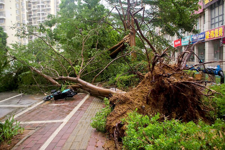 Cây đổ gây chết người: Kinh nghiệm quy trách nhiệm từ các nước - Ảnh 1.