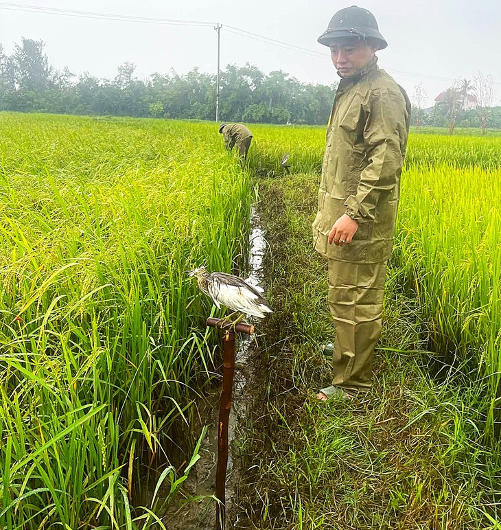 Lội ruộng, ao hồ, phá dỡ 'ma trận' bẫy bắt chim trời mùa di cư - Ảnh 5.