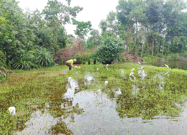 Lội ruộng, ao hồ, phá dỡ 'ma trận' bẫy bắt chim trời mùa di cư - Ảnh 3.