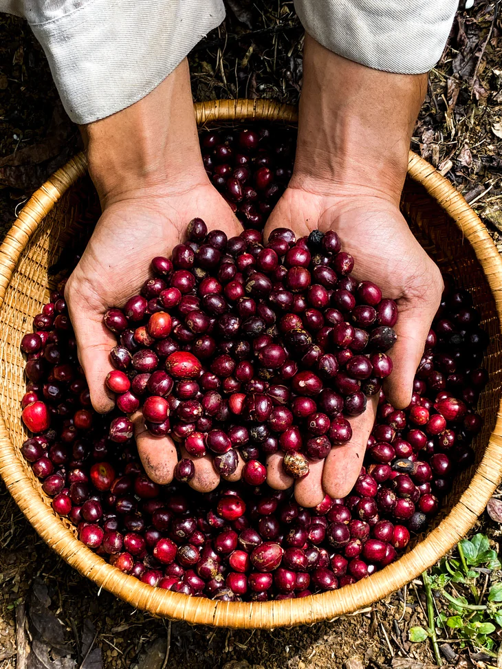 Dữ liệu vùng trồng cà phê: Để Robusta Việt chứng minh chất lượng, tính hợp pháp, giá trị bền vững trên trường quốc tế - Ảnh 13.