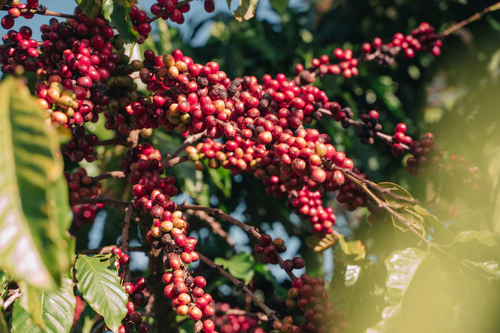 Dữ liệu vùng trồng cà phê: Để Robusta Việt chứng minh chất lượng, tính hợp pháp, giá trị bền vững trên trường quốc tế - Ảnh 15.