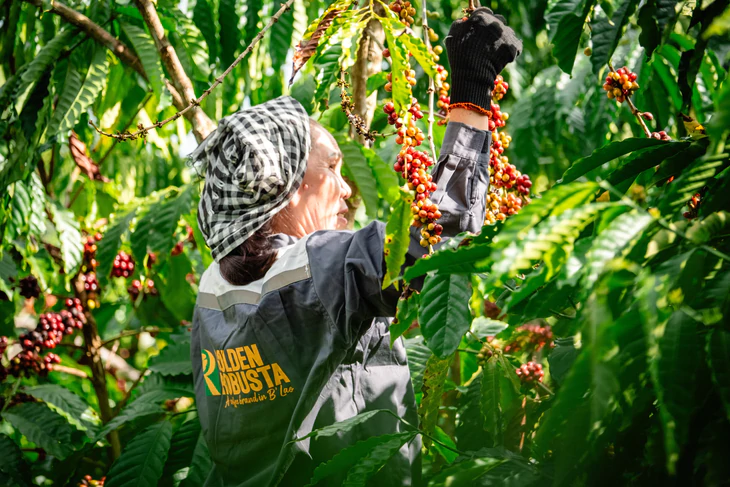 Dữ liệu vùng trồng cà phê: Để Robusta Việt chứng minh chất lượng, tính hợp pháp, giá trị bền vững trên trường quốc tế - Ảnh 4.