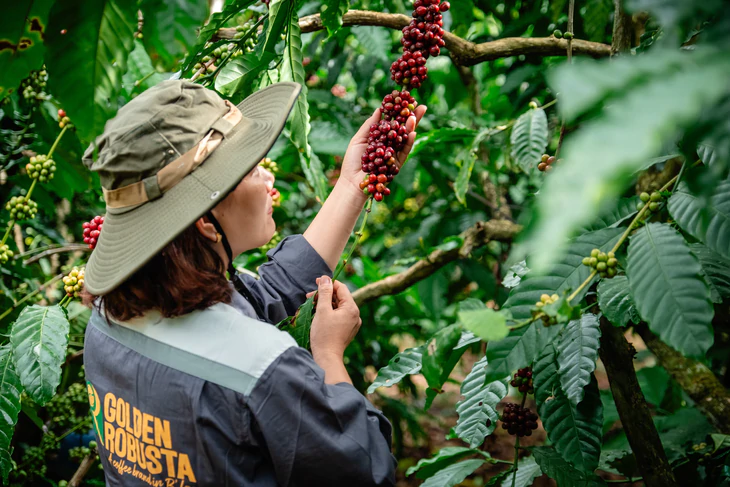 Dữ liệu vùng trồng cà phê: Để Robusta Việt chứng minh chất lượng, tính hợp pháp, giá trị bền vững trên trường quốc tế - Ảnh 5.
