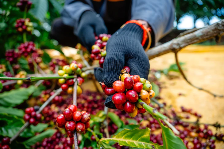 Dữ liệu vùng trồng cà phê: Để Robusta Việt chứng minh chất lượng, tính hợp pháp, giá trị bền vững trên trường quốc tế - Ảnh 6.